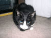 Kitty-Kit Feb 2003-22 Aug 2009